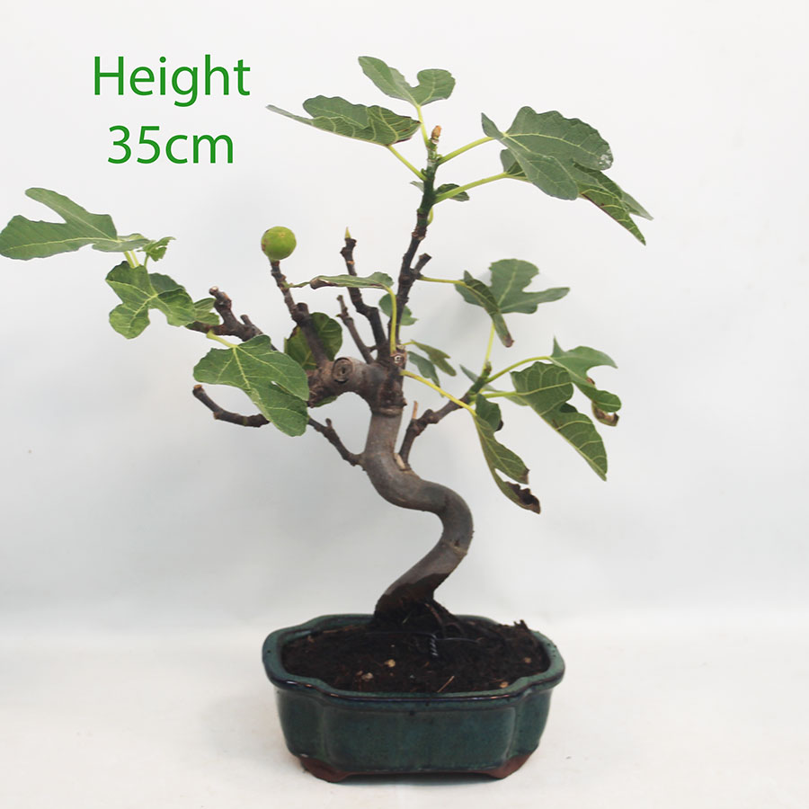 Fig Ficus Carica Bonsai Tree Number 201P