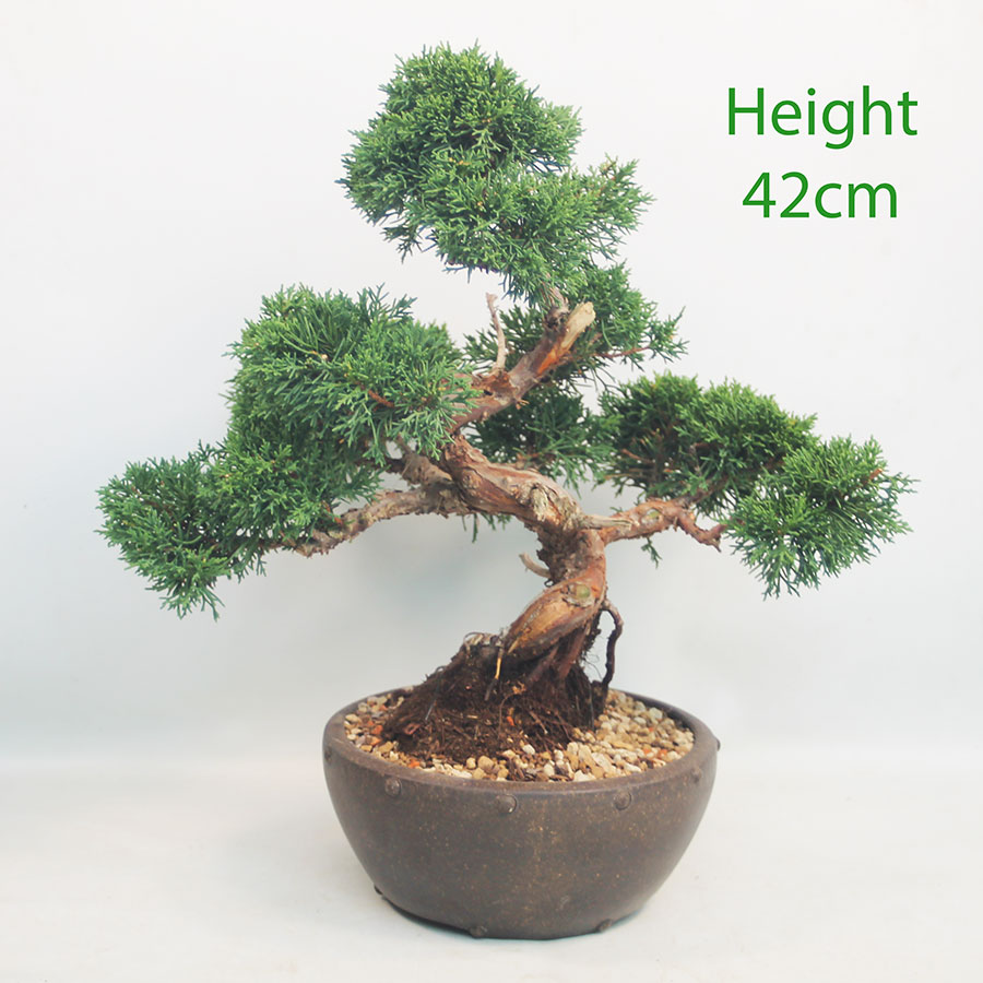 Chinese Juniper Bonsai Tree Number 164P