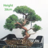 Chinese Juniper Bonsai Tree Part Trained Number 88P