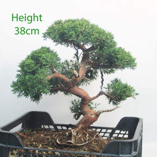 Chinese Juniper Bonsai Tree Part Trained Number 88P