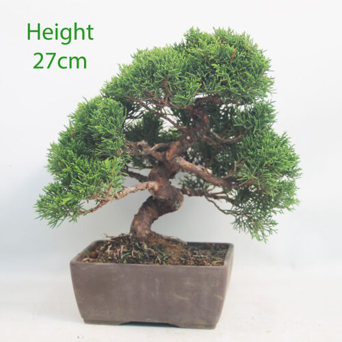 Chinese Juniper Bonsai Tree Number 89p