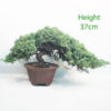 Juniper Procumbens Bonsai Tree Number 171P