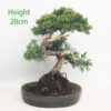 Chinese Juniper Bonsai Tree Number 289p