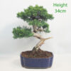 Chinese Juniper Bonsai Tree Number 303P