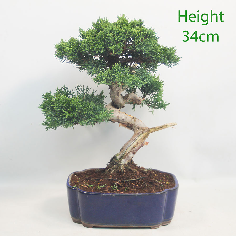 Chinese Juniper Bonsai Tree Number 303P
