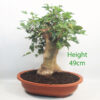 Trident Maple Bonsai Tree Part Trained Number 199P