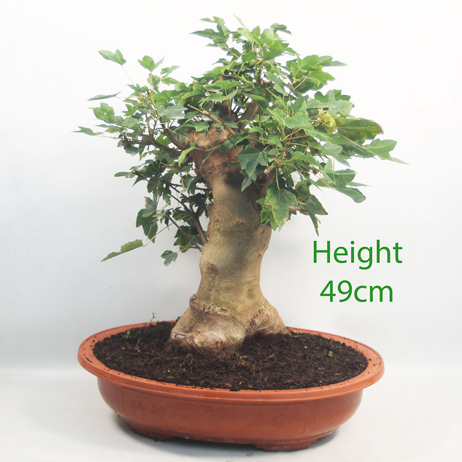 Trident Maple Bonsai Tree Part Trained Number 199P