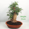 Trident Maple Bonsai Tree Part Trained Number 159P