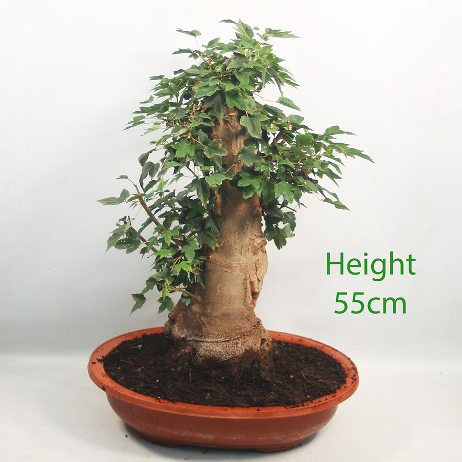 Trident Maple Bonsai Tree Part Trained Number 159P