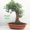 Trident Maple Bonsai Tree Part Trained Number 305P