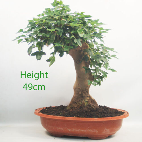Trident Maple Bonsai Tree Part Trained Number 305P