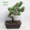 Japanese White Pine Bonsai Tree Number 29P