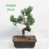 Japanese White Pine Bonsai Tree Number 71