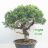 Itoigawa Chinese Juniper Bonsai Tree Part Trained Number 138P