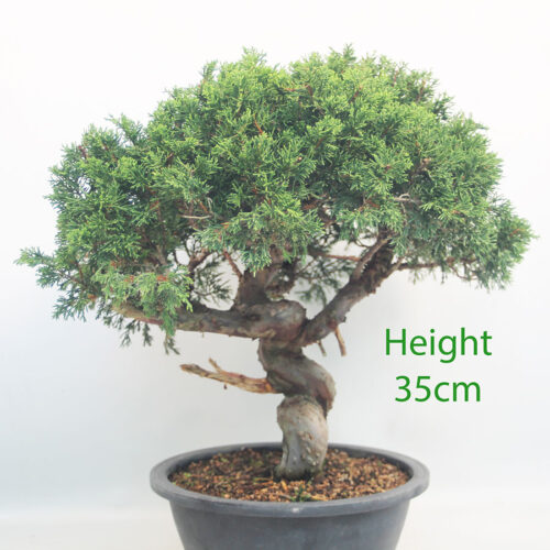 Itoigawa Chinese Juniper Bonsai Tree Part Trained Number 138P
