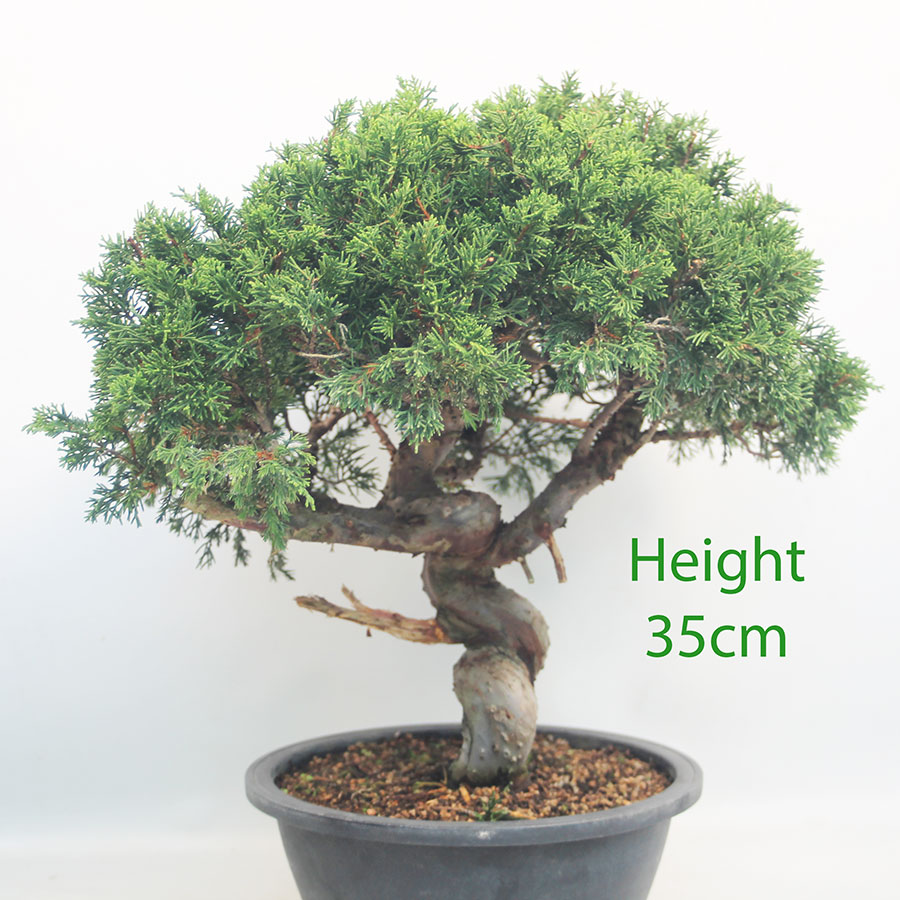 Itoigawa Chinese Juniper Bonsai Tree Part Trained Number 138P