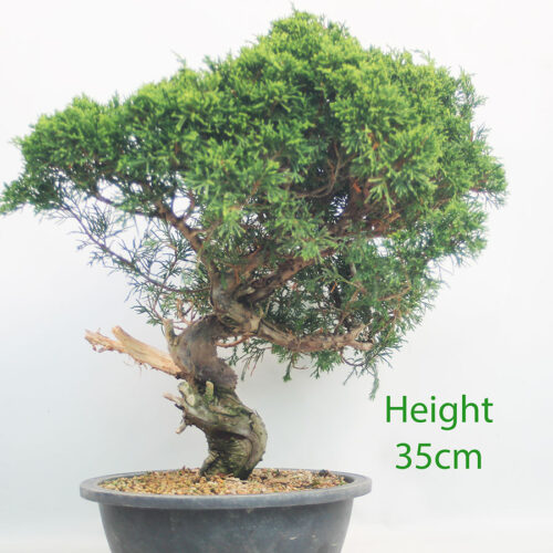 Itoigawa Chinese Juniper Bonsai Tree Part Trained Number 82P