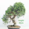 Itoigawa Chinese Juniper Bonsai Tree Part Trained Number 70P