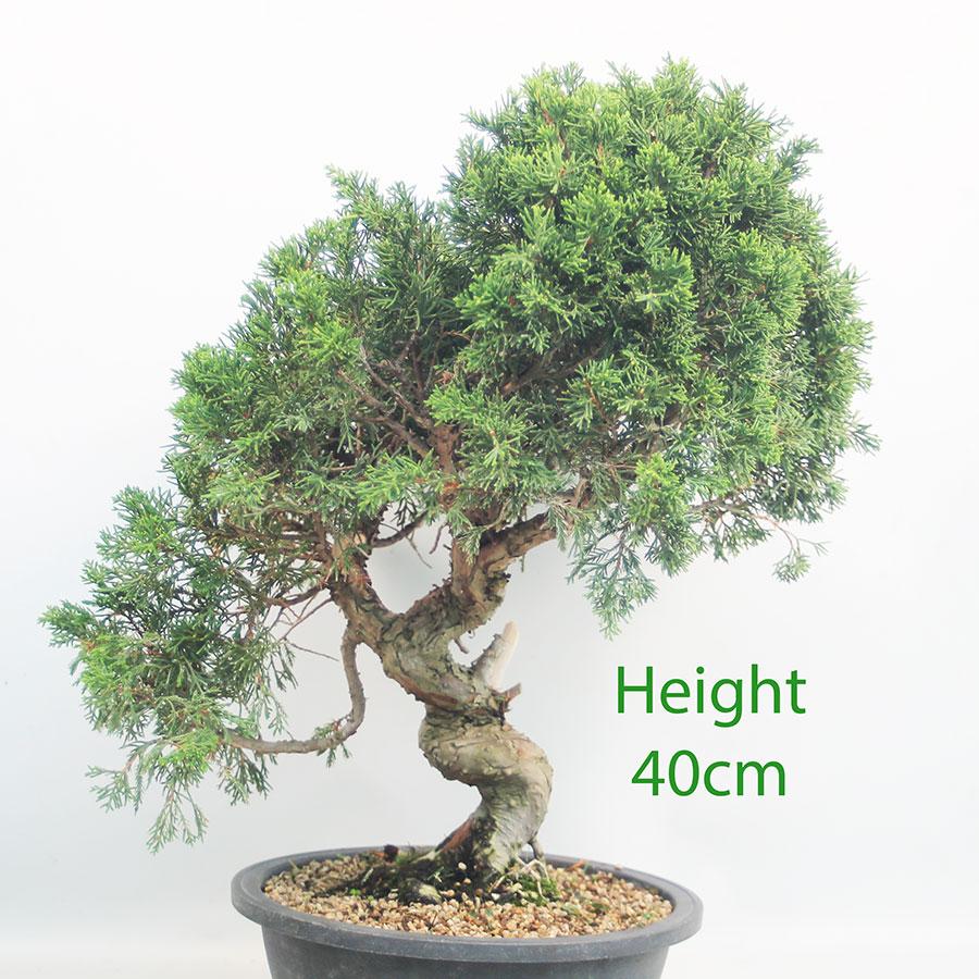 Itoigawa Chinese Juniper Bonsai Tree Part Trained Number 70P