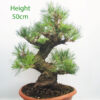 Black Pine Part Trained Bonsai Tree Pinus Thunbergii Number 19Y