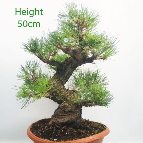 Black Pine Part Trained Bonsai Tree Pinus Thunbergii Number 19Y