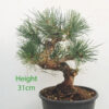 Black Pine Part Trained Bonsai Tree Pinus Thunbergii Number 133P