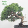 Chinese Juniper Bonsai Tree Part Trained Number 31P