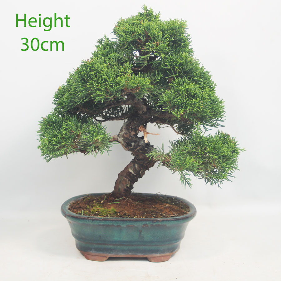 Chinese Juniper Bonsai Tree Number 16y