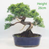 Chinese Juniper Bonsai Tree Number 192p