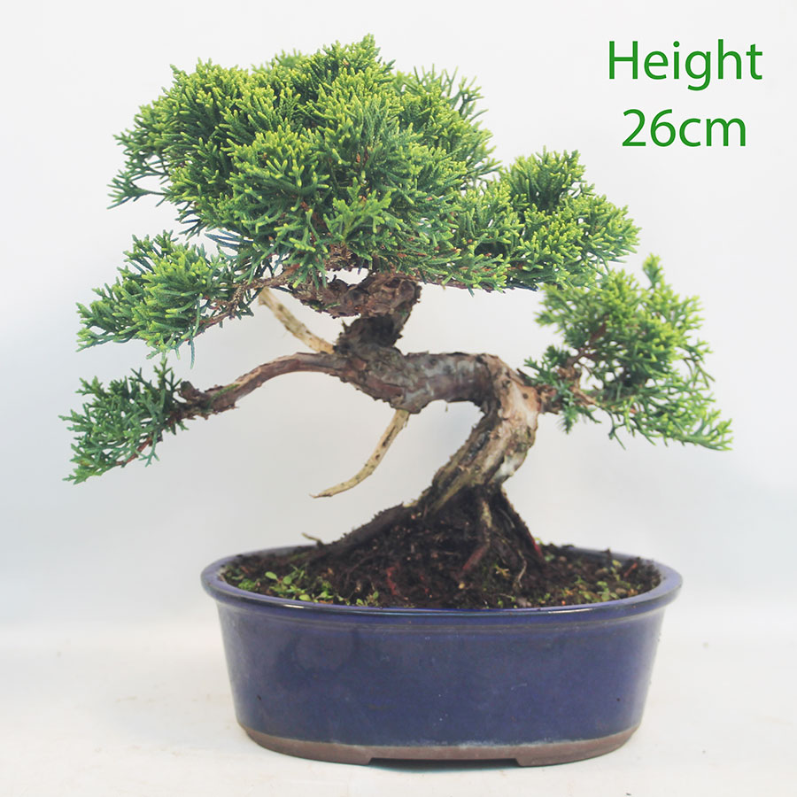 Chinese Juniper Bonsai Tree Number 192p