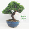 Chinese Juniper Bonsai Tree Number 278P
