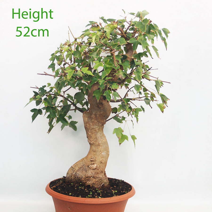 Trident Maple Bonsai Tree Part Trained Number 302P