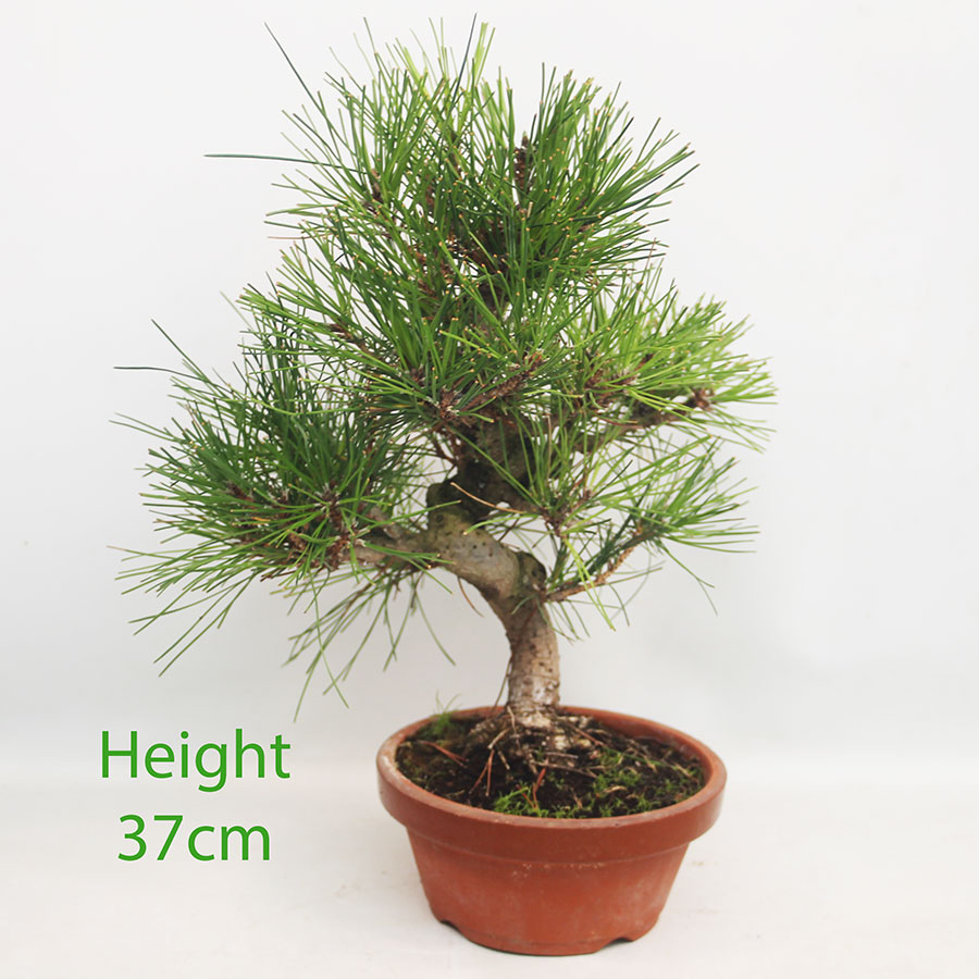 Black Pine Part Trained Bonsai Tree Pinus Thunbergii Number 36P