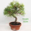 Black Pine Part Trained Bonsai Tree Pinus Thunbergii Number 259P