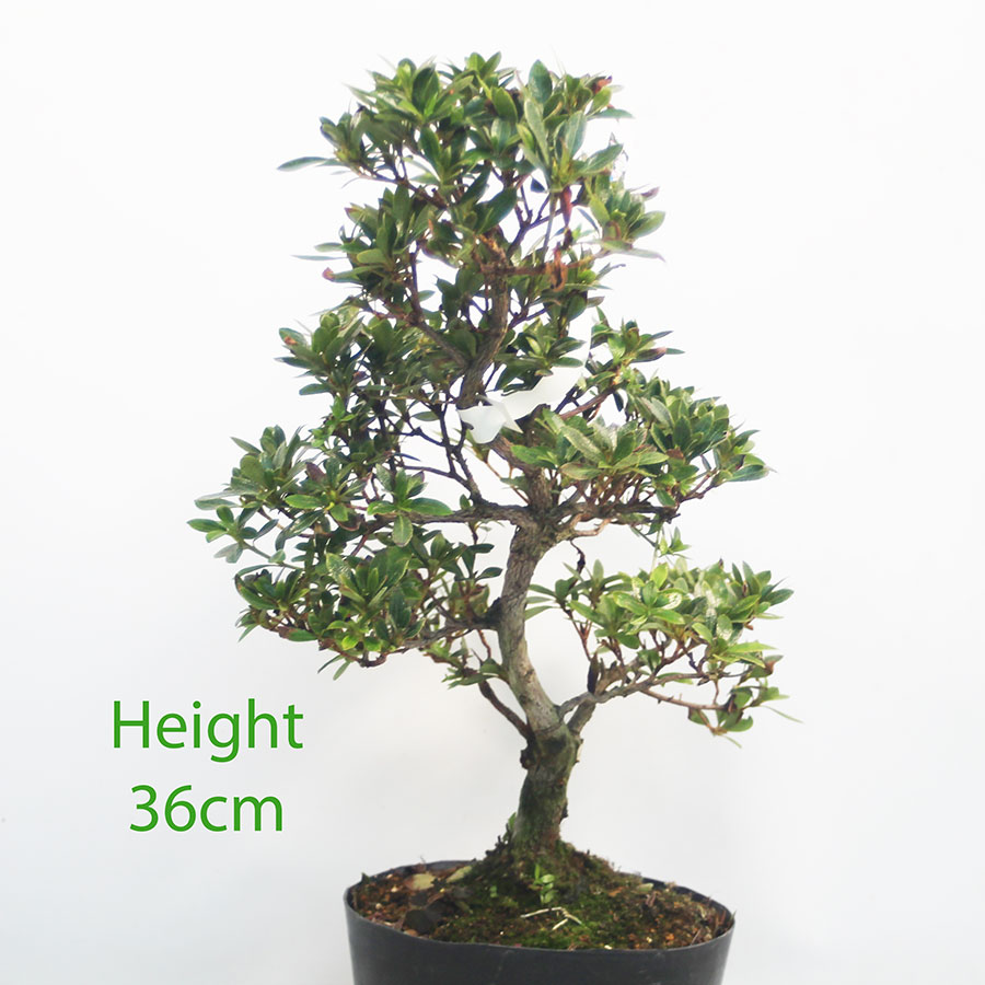 Azalea Hanamaiko Flowering Bonsai Tree Number 89P
