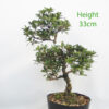 Azalea Hanamaiko Flowering Bonsai Tree Number 140P