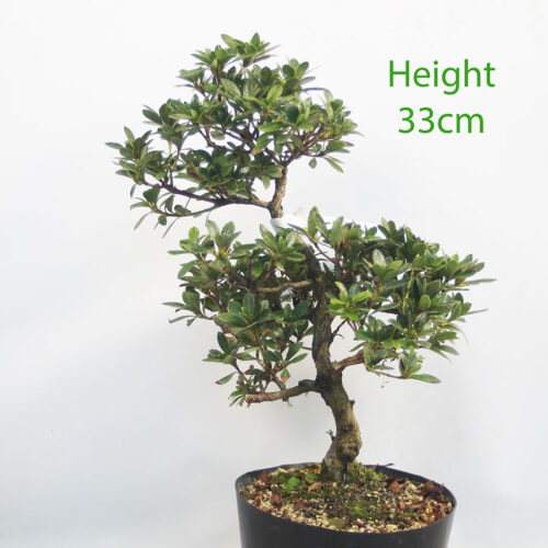 Azalea Hanamaiko Flowering Bonsai Tree Number 140P
