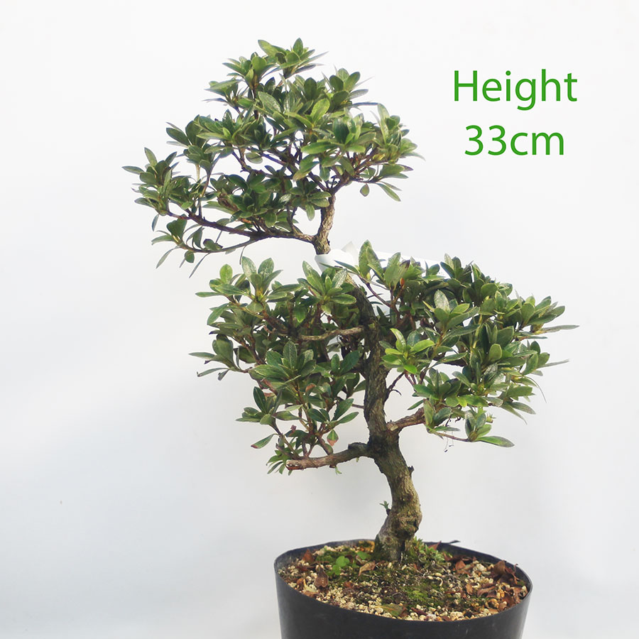 Azalea Hanamaiko Flowering Bonsai Tree Number 140P