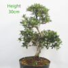 Azalea Hanamaiko Flowering Bonsai Tree Number 128P