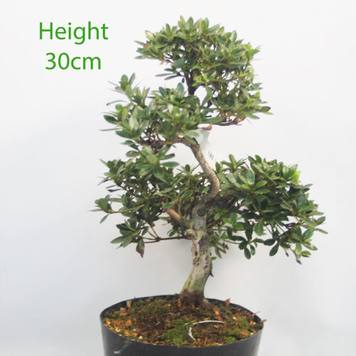Azalea Hanamaiko Flowering Bonsai Tree Number 128P