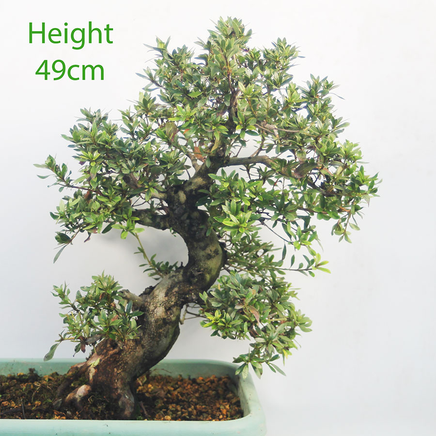 Azalea Momoka Flowering Bonsai Tree Number 48B