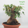 Trident Maple Bonsai Tree Part Trained Number 157P