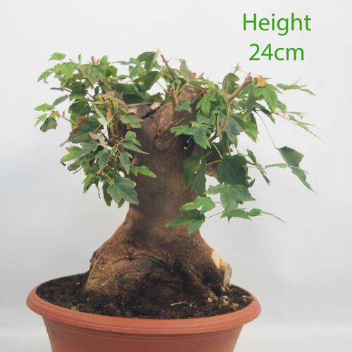 Trident Maple Bonsai Tree Part Trained Number 157P