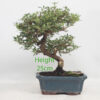 Coprosma Bonsai Tree Number 7P
