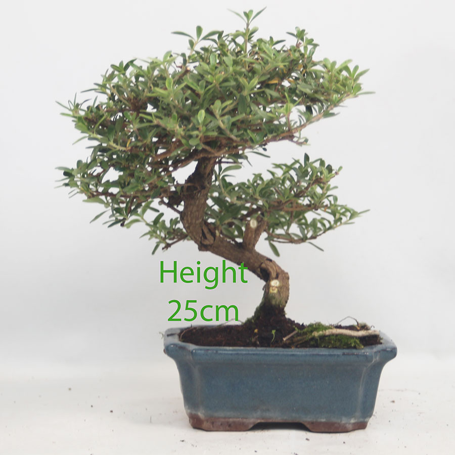Coprosma Bonsai Tree Number 7P