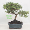 Coprosma Bonsai Tree Number 328P