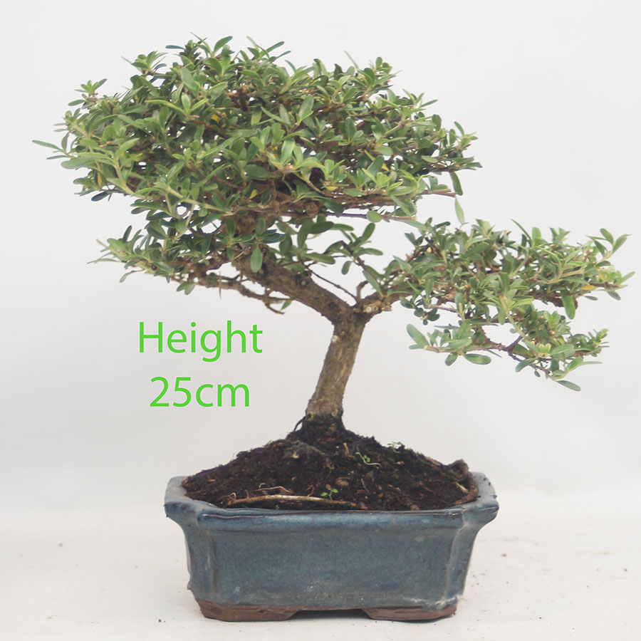 Coprosma Bonsai Tree Number 328P