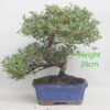 Coprosma Bonsai Tree Number 362P