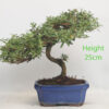 Coprosma Bonsai Tree Number 45Y