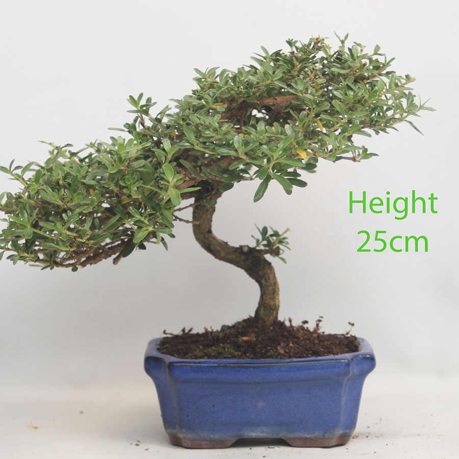 Coprosma Bonsai Tree Number 45Y